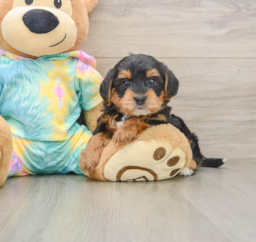 5 week old Yorkie Poo Puppy For Sale - Lone Star Pups