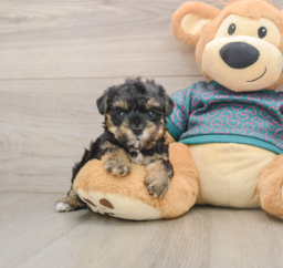 7 week old Yorkie Poo Puppy For Sale - Lone Star Pups