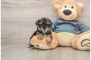 Best Yorkie Poo Baby