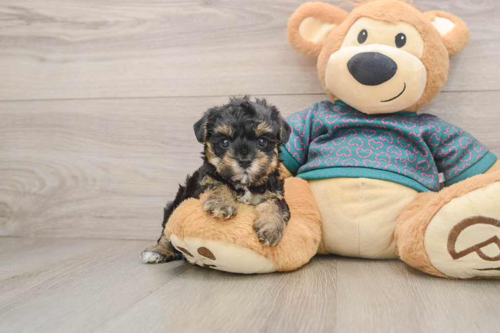 Best Yorkie Poo Baby