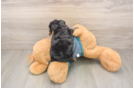 Best Yorkie Poo Baby