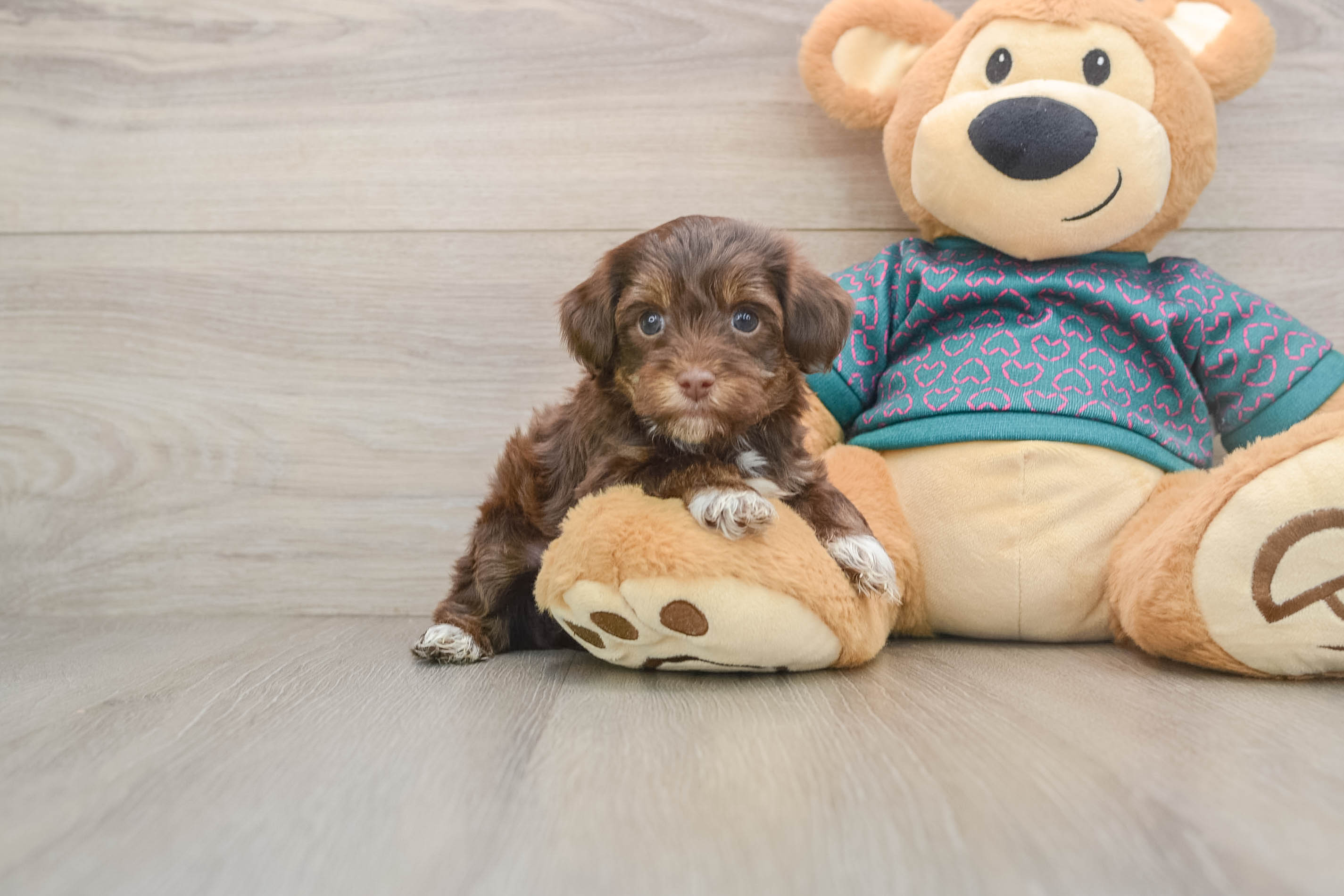 Yorkie Poo Pup Being Cute