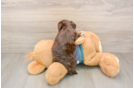 Yorkie Poo Puppy for Adoption
