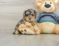 6 week old Yorkie Poo Puppy For Sale - Lone Star Pups