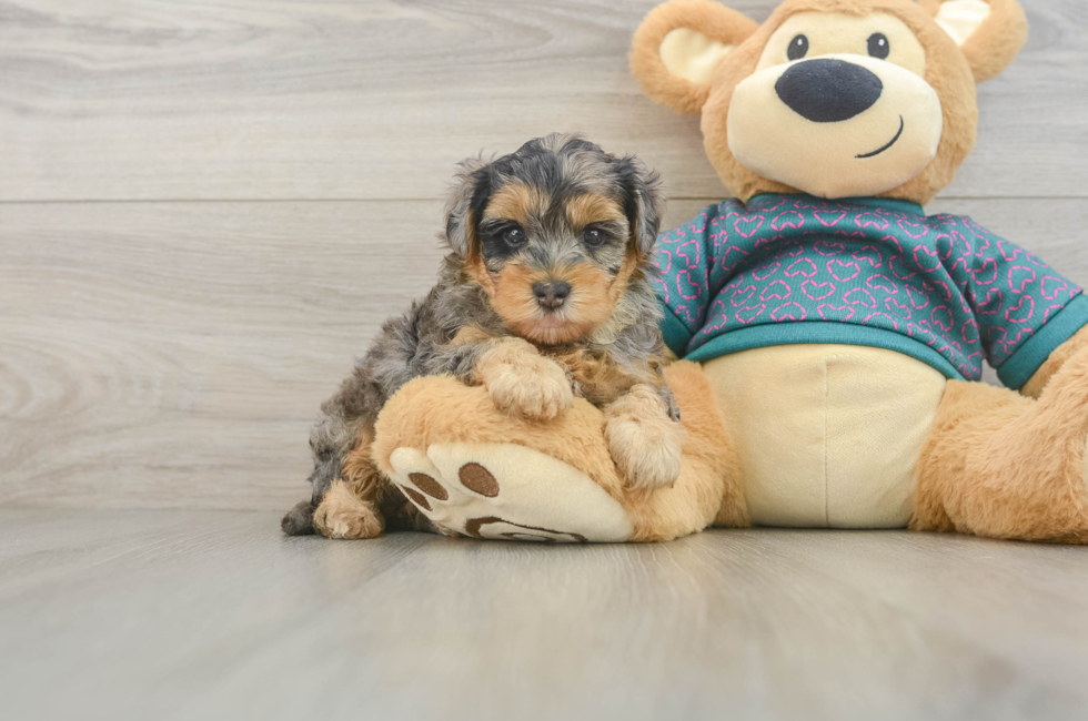 5 week old Yorkie Poo Puppy For Sale - Lone Star Pups