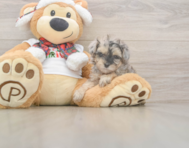 9 week old Yorkie Poo Puppy For Sale - Lone Star Pups