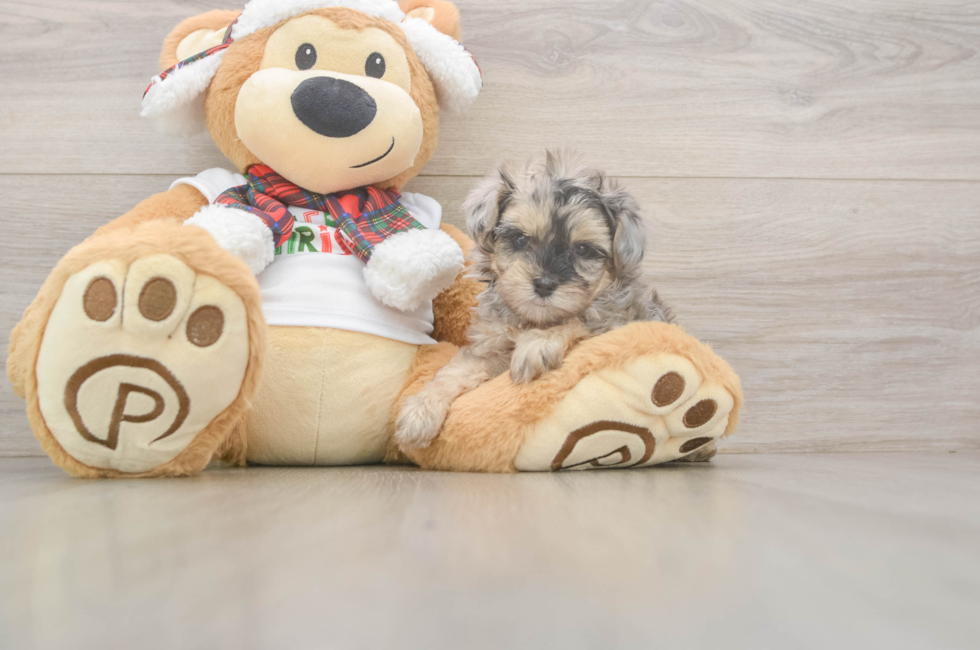 5 week old Yorkie Poo Puppy For Sale - Lone Star Pups