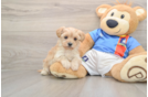 Yorkie Poo Puppy for Adoption