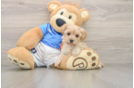 Best Yorkie Poo Baby
