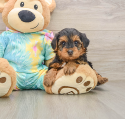 5 week old Yorkie Poo Puppy For Sale - Lone Star Pups