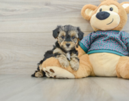 6 week old Yorkie Poo Puppy For Sale - Lone Star Pups
