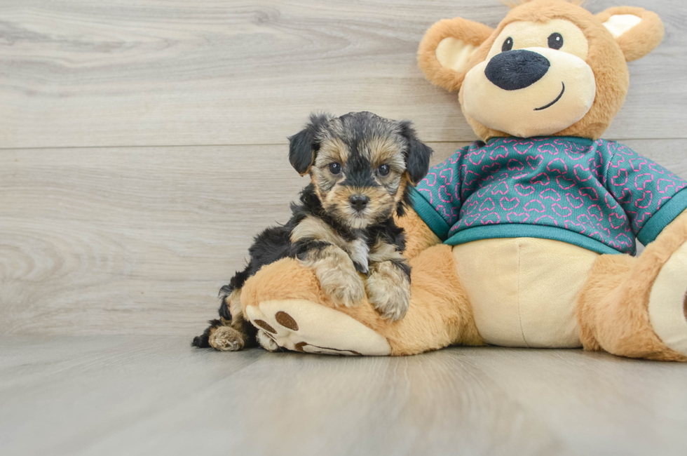 6 week old Yorkie Poo Puppy For Sale - Lone Star Pups