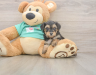 8 week old Yorkie Poo Puppy For Sale - Lone Star Pups