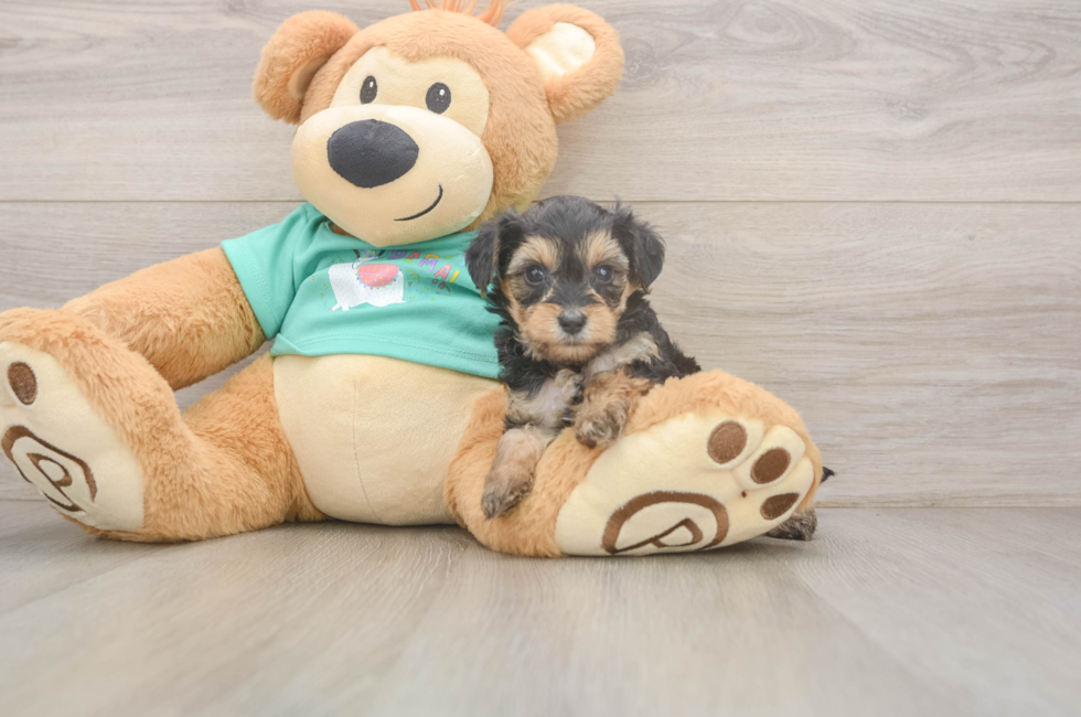 7 week old Yorkie Poo Puppy For Sale - Lone Star Pups