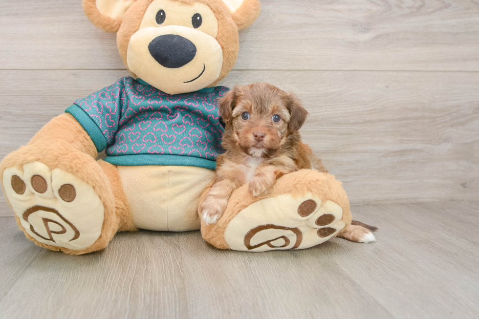 Best Yorkie Poo Baby