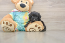 Happy Yorkie Poo Baby