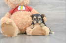 Best Yorkie Poo Baby