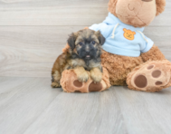 6 week old Yorkie Poo Puppy For Sale - Lone Star Pups