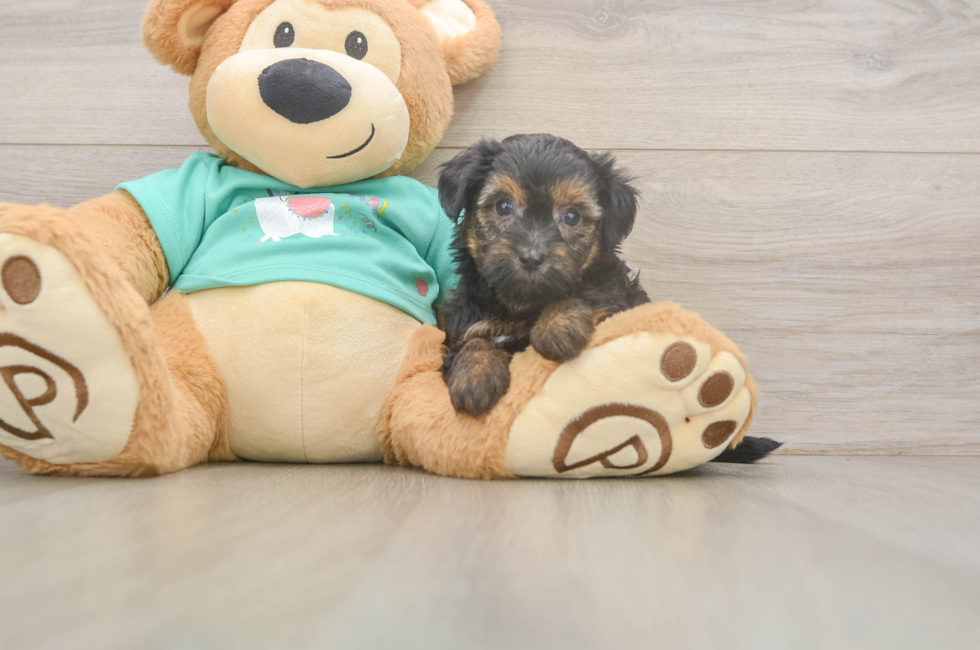 7 week old Yorkie Poo Puppy For Sale - Lone Star Pups