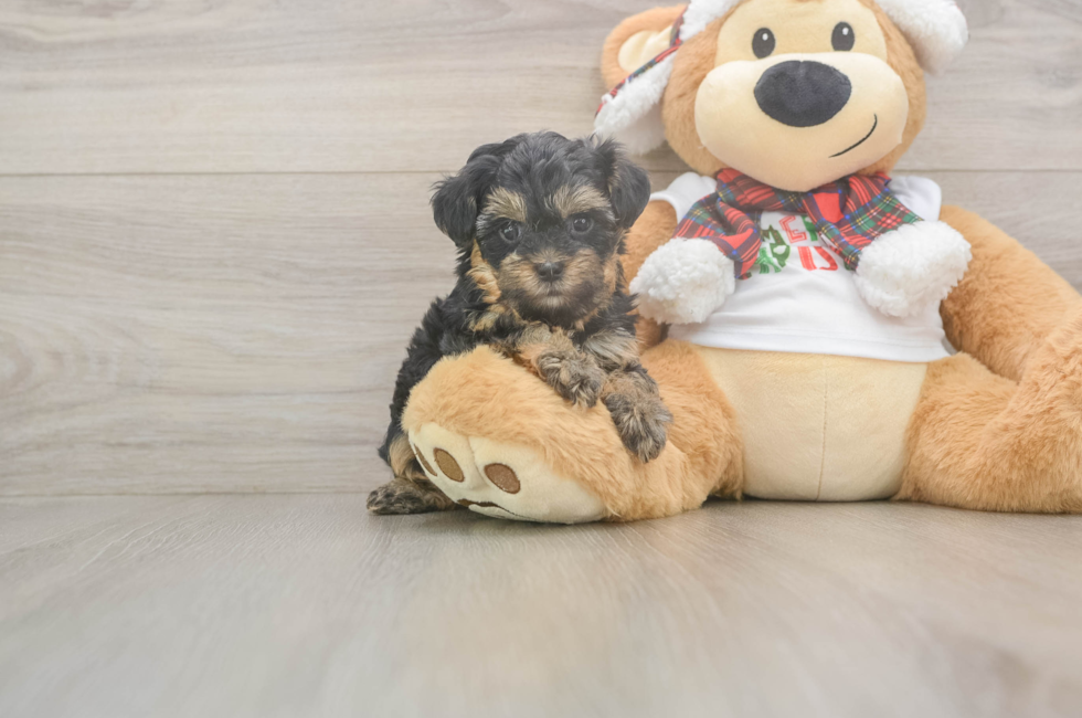 5 week old Yorkie Poo Puppy For Sale - Lone Star Pups