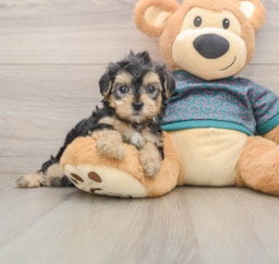 7 week old Yorkie Poo Puppy For Sale - Lone Star Pups