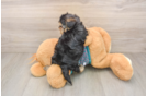 Funny Yorkie Poo Poodle Mix Pup