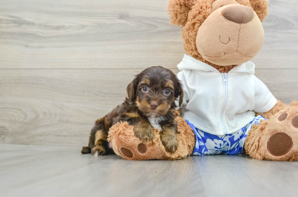 6 week old Yorkie Poo Puppy For Sale - Lone Star Pups