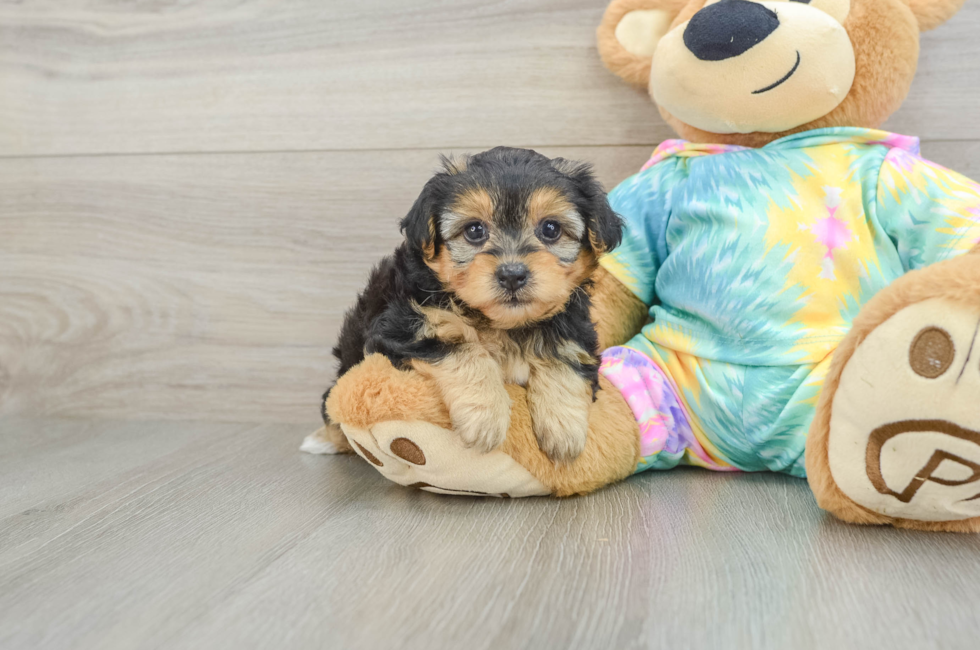 6 week old Yorkie Poo Puppy For Sale - Lone Star Pups