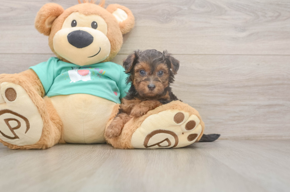 7 week old Yorkie Poo Puppy For Sale - Lone Star Pups