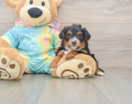 8 week old Yorkie Poo Puppy For Sale - Lone Star Pups