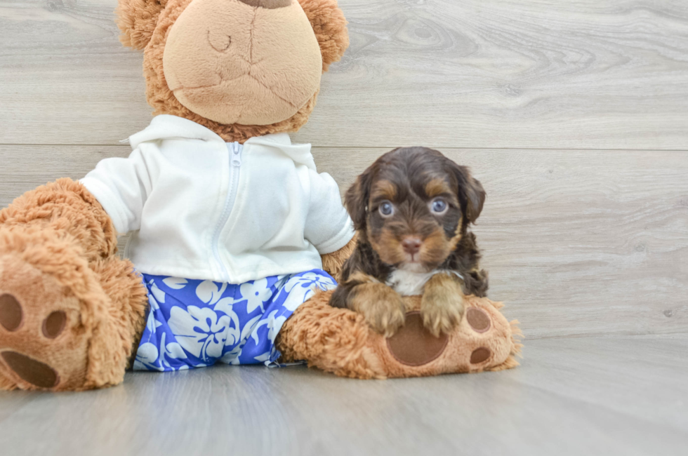 6 week old Yorkie Poo Puppy For Sale - Lone Star Pups