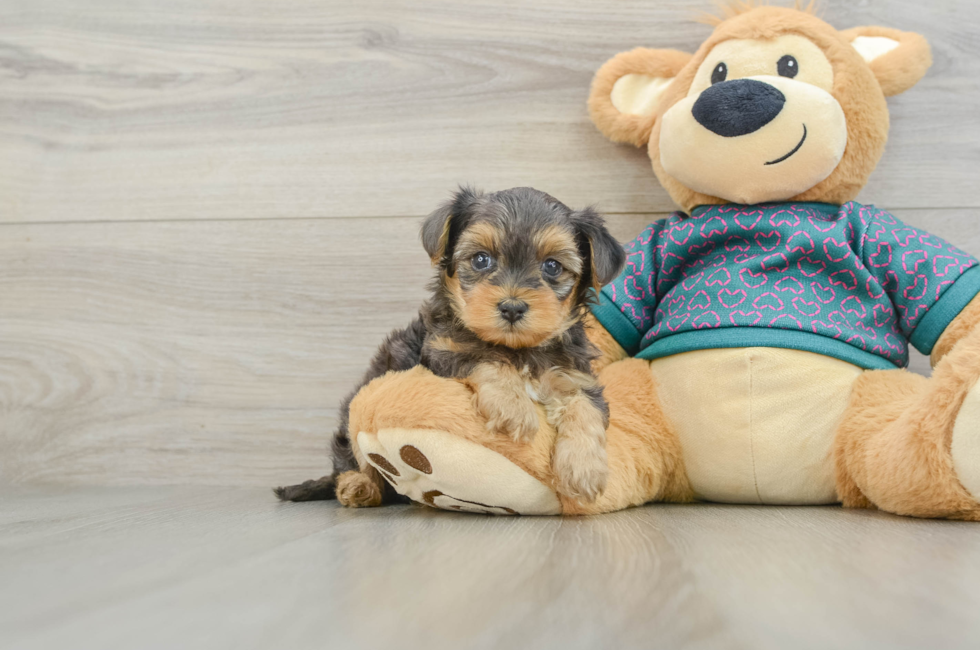6 week old Yorkie Poo Puppy For Sale - Lone Star Pups