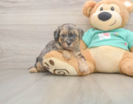 8 week old Yorkie Poo Puppy For Sale - Lone Star Pups
