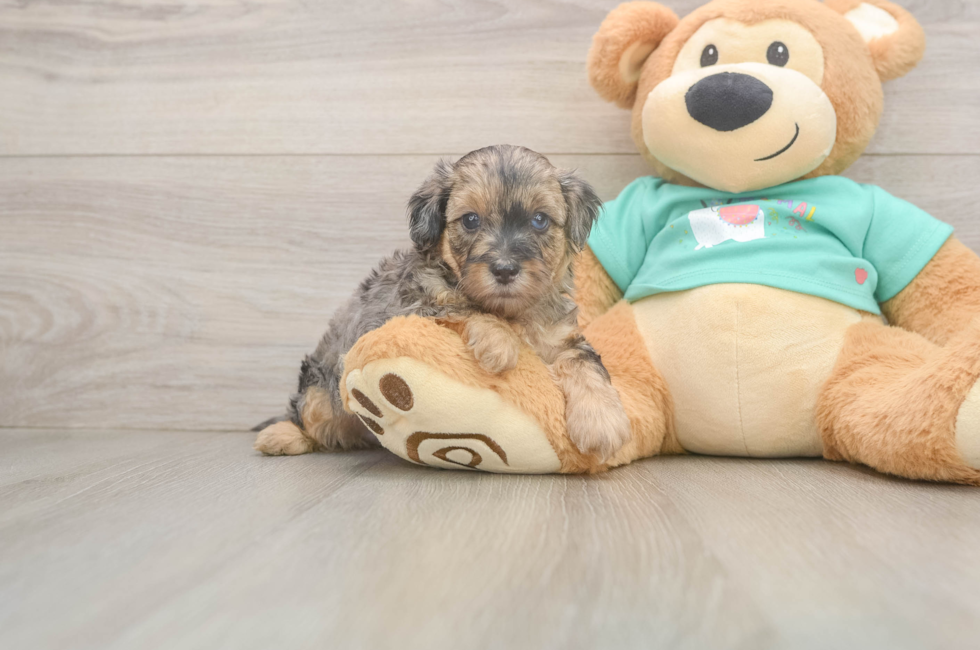 7 week old Yorkie Poo Puppy For Sale - Lone Star Pups