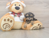 9 week old Yorkie Poo Puppy For Sale - Lone Star Pups