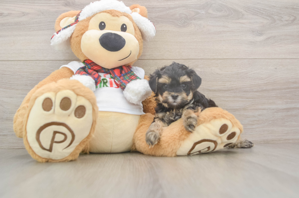 5 week old Yorkie Poo Puppy For Sale - Lone Star Pups