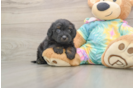 Yorkie Poo Puppy for Adoption