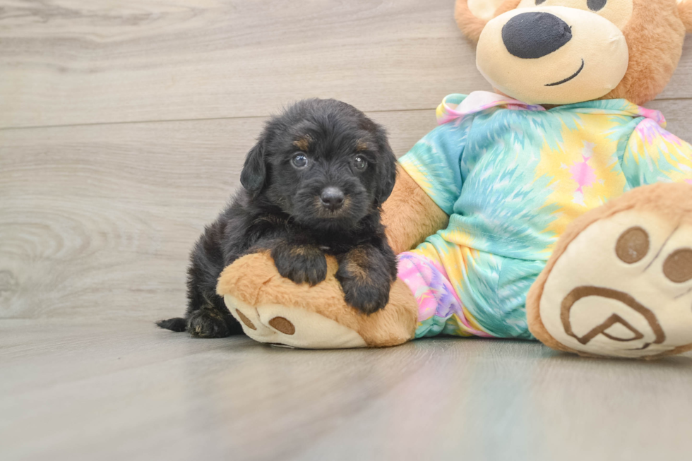 Yorkie Poo Puppy for Adoption
