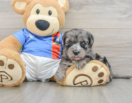 6 week old Yorkie Poo Puppy For Sale - Lone Star Pups