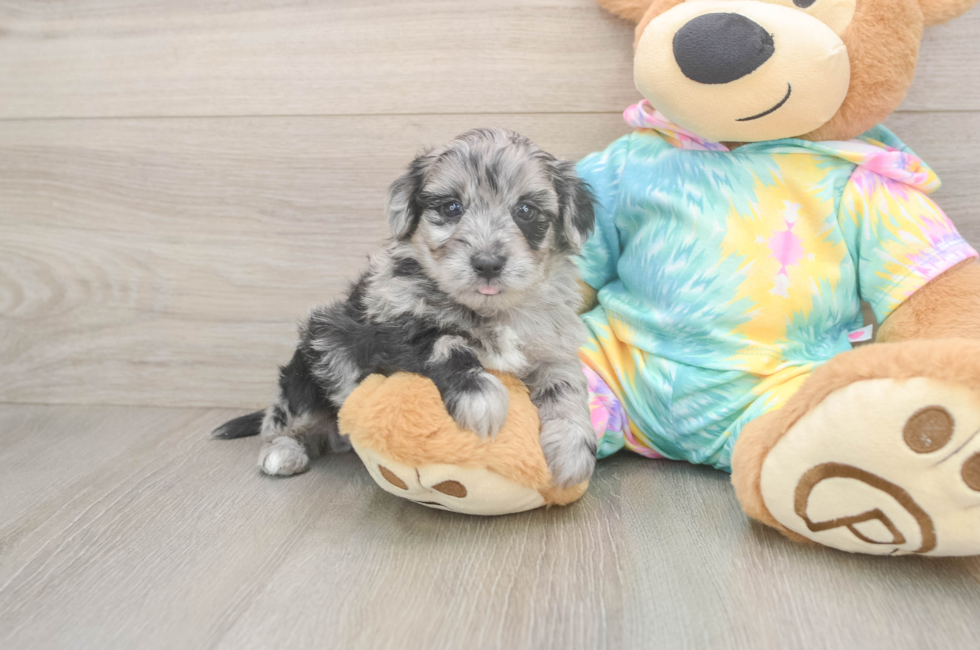 5 week old Yorkie Poo Puppy For Sale - Lone Star Pups