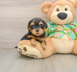 7 week old Yorkie Poo Puppy For Sale - Lone Star Pups