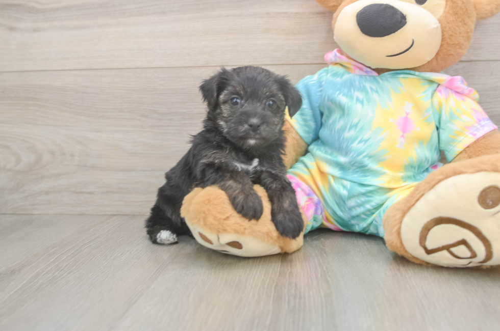 5 week old Yorkie Poo Puppy For Sale - Lone Star Pups