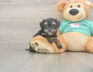 6 week old Yorkie Poo Puppy For Sale - Lone Star Pups