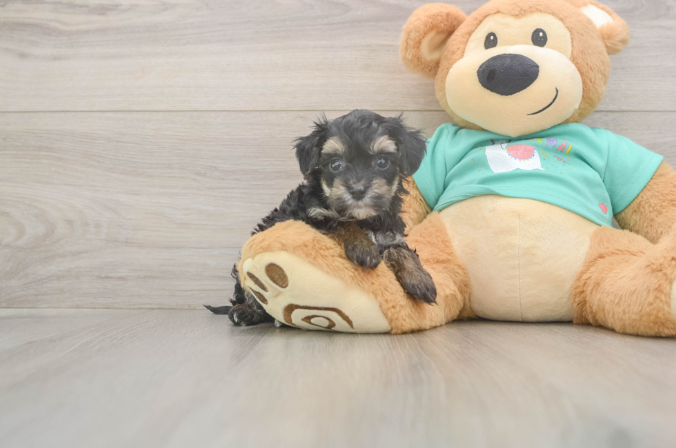 5 week old Yorkie Poo Puppy For Sale - Lone Star Pups