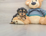 8 week old Yorkie Poo Puppy For Sale - Lone Star Pups