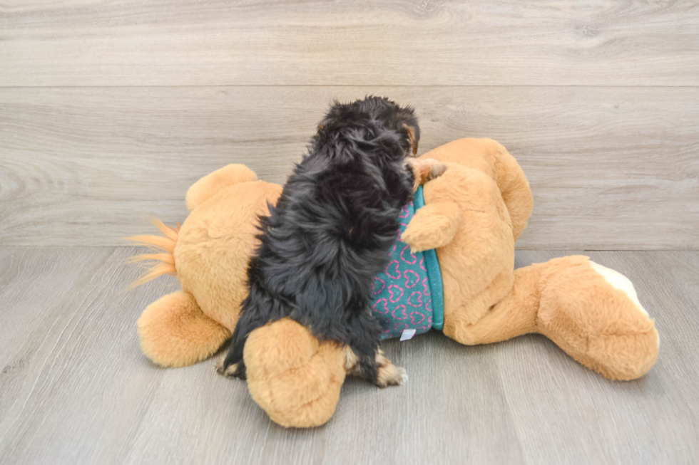 Yorkie Poo Pup Being Cute