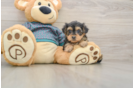 Yorkie Poo Puppy for Adoption