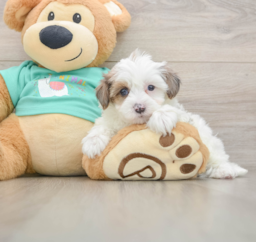 6 week old Yorkie Poo Puppy For Sale - Lone Star Pups