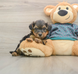 8 week old Yorkie Poo Puppy For Sale - Lone Star Pups