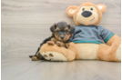 Happy Yorkie Poo Baby